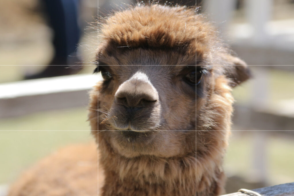 3分割法によるトリミングを施した、可愛いアルパカの写真